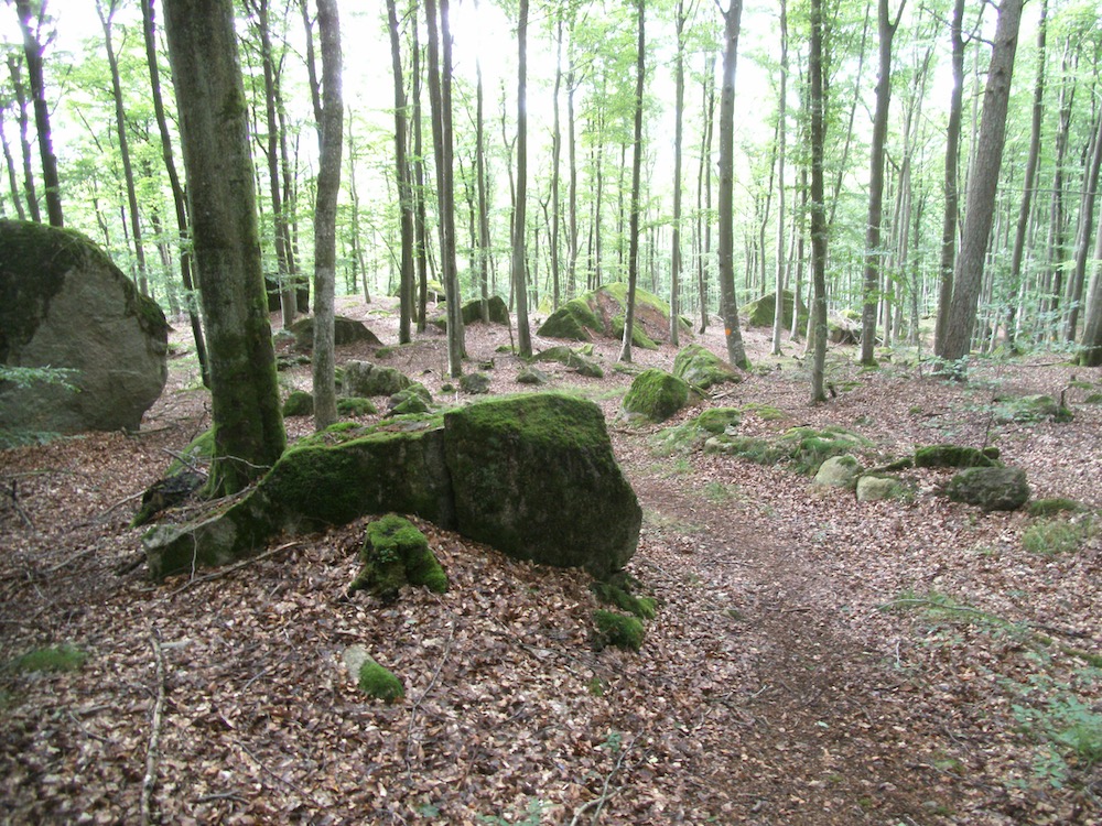 In het bos